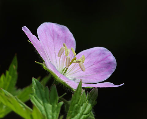 Wild Geranium - Geranium maculatum Habitat: Mixed forest
https://www.jungledragon.com/image/149620/wild_geranium_-_geranium_maculatum.html Geotagged,Geranium maculatum,Spring,United States,Wild Geranium
