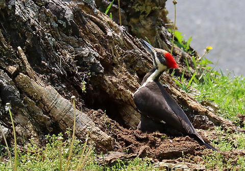 Pileated Woodpecker - Dryocopus pileatus This stump must have some yummy bugs because this woodpecker has spent hours this week pecking at it.

Habitat: Big stump at the edge of my yard

https://vimeo.com/828770950

https://www.jungledragon.com/image/149621/pileated_woodpecker_-_dryocopus_pileatus.html
https://www.jungledragon.com/image/149624/pileated_woodpecker_-_dryocopus_pileatus.html
https://www.jungledragon.com/image/149622/pileated_woodpecker_-_dryocopus_pileatus.html Dryocopus,Dryocopus pileatus,Geotagged,Pileated Woodpecker,Spring,United States,woodpecker