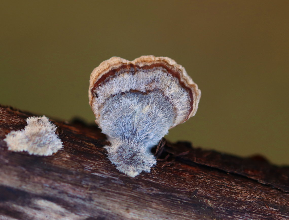 Polypore - Trametes sp. This is probably Trametes versicolor, but it was so fuzzy that I am not sure.<br />
<br />
Habitat: Growing on a rotting log; mixed forest Fall,Geotagged,United States,fungi,fungus,trametes