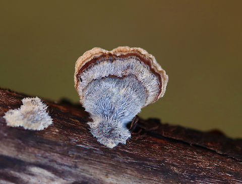 Polypore - Trametes sp. This is probably Trametes versicolor, but it was so fuzzy that I am not sure.

Habitat: Growing on a rotting log; mixed forest Fall,Geotagged,United States,fungi,fungus,trametes