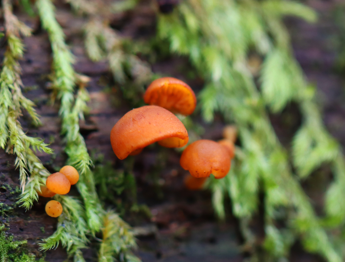 Mushrooms - Gymnopilus sp. Habitat: Rotting log &mdash; probably a conifer; mixed forest Fall,Geotagged,Gymnopilus,United States,fungi,fungus,mushroom