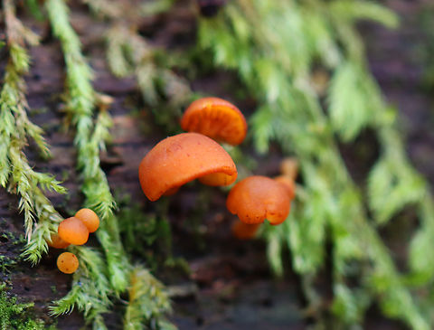 Mushrooms - Gymnopilus sp. Habitat: Rotting log — probably a conifer; mixed forest Fall,Geotagged,Gymnopilus,United States,fungi,fungus,mushroom