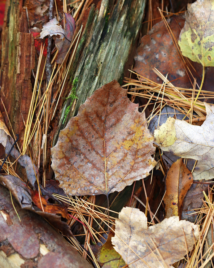 Big-tooth Aspen - Populus grandidentata Habitat: Mixed forest Fall,Geotagged,Populus,Populus grandidentata,United States,aspen,big-tooth aspen