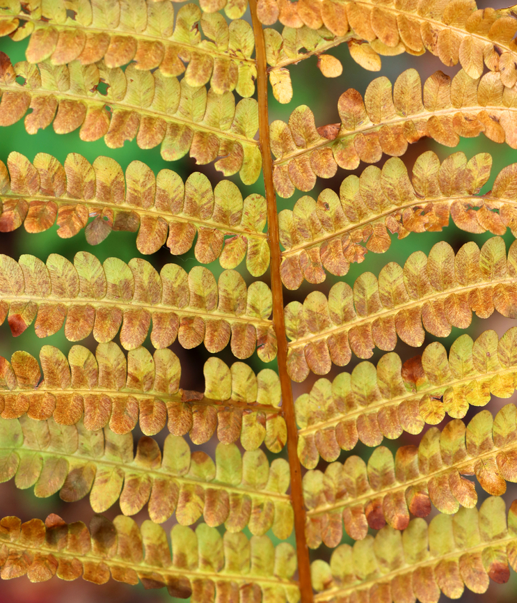 Cinnamon Fern - Osmundastrum cinnamomeum Habitat: Mixed forest Cinnamon Fern,Fall,Geotagged,Osmundastrum,Osmundastrum cinnamomeum,United States,fern