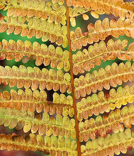 Cinnamon Fern - Osmundastrum cinnamomeum Habitat: Mixed forest Cinnamon Fern,Fall,Geotagged,Osmundastrum,Osmundastrum cinnamomeum,United States,fern