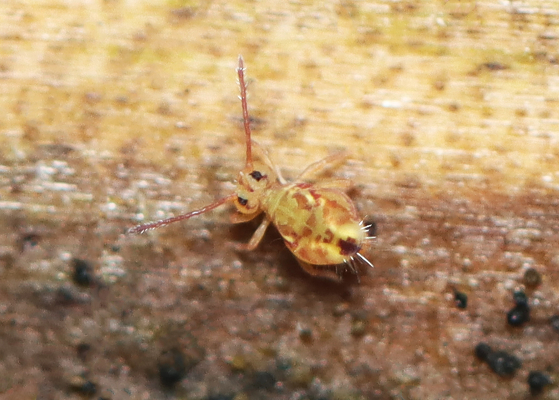 Globular Springtail - Dicyrtomina minuta forma couloni Habitat: Rotting wood; mixed forest Dicyrtomina,Dicyrtomina minuta,Dicyrtomina minuta forma couloni,Fall,Geotagged,United States,collembola,globular springtail,springtail