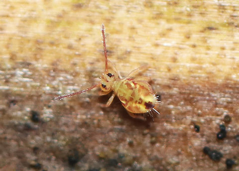 Globular Springtail - Dicyrtomina minuta forma couloni Habitat: Rotting wood; mixed forest Dicyrtomina,Dicyrtomina minuta,Dicyrtomina minuta forma couloni,Fall,Geotagged,United States,collembola,globular springtail,springtail