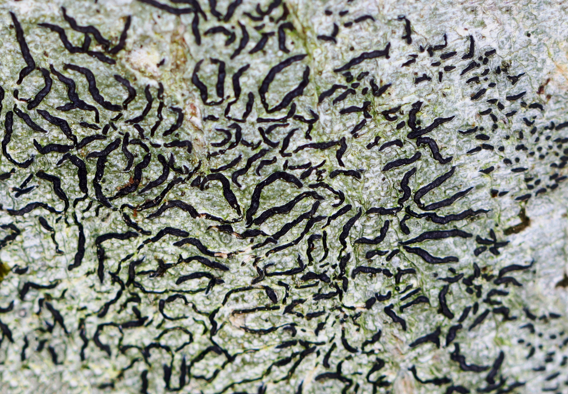 Script Lichen - Graphis scripta Habitat: Growing on a hardwood tree<br />
<figure class="photo"><a href="https://www.jungledragon.com/image/149931/script_lichen_-_graphis_scripta.html" title="Script Lichen - Graphis scripta"><img src="https://s3.amazonaws.com/media.jungledragon.com/images/3232/149931_thumb.jpg?AWSAccessKeyId=05GMT0V3GWVNE7GGM1R2&Expires=1759968010&Signature=V7N0dfmGNPvvoVvSJw%2BEJ89gbss%3D" width="200" height="144" alt="Script Lichen - Graphis scripta Habitat: Growing on a hardwood tree<br />
https://www.jungledragon.com/image/149927/script_lichen_-_graphis_scripta.html Fall,Geotagged,Graphis scripta,United States" /></a></figure> Fall,Geotagged,Graphis scripta,Script Lichen,United States,graphis,lichen