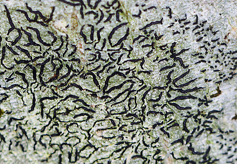 Script Lichen - Graphis scripta Habitat: Growing on a hardwood tree
https://www.jungledragon.com/image/149931/script_lichen_-_graphis_scripta.html Fall,Geotagged,Graphis scripta,Script Lichen,United States,graphis,lichen
