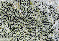 Script Lichen - Graphis scripta Habitat: Growing on a hardwood tree<br />
https://www.jungledragon.com/image/149931/script_lichen_-_graphis_scripta.html Fall,Geotagged,Graphis scripta,Script Lichen,United States,graphis,lichen