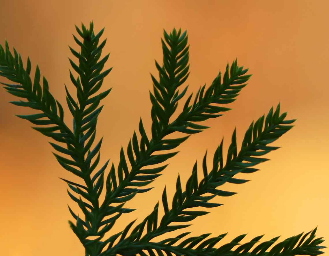 Rare Clubmoss - Dendrolycopodium obscurum This plant has a superficial resemblance to conifers. However, it is much smaller and the above ground parts rarely reach more 15 cm tall. The main stem is a creeping rhizome that grows below ground.<br />
<br />
The harvest of rare clubmoss has caused it to become threatened in several areas.<br />
<br />
Habitat: Mixed forest<br />
<figure class="photo"><a href="https://www.jungledragon.com/image/149928/rare_clubmoss_-_dendrolycopodium_obscurum.html" title="Rare Clubmoss - Dendrolycopodium obscurum"><img src="https://s3.amazonaws.com/media.jungledragon.com/images/3232/149928_thumb.jpg?AWSAccessKeyId=05GMT0V3GWVNE7GGM1R2&Expires=1767225610&Signature=rXXrq7sasYGOYCV9SPt3T0R8D7c%3D" width="200" height="158" alt="Rare Clubmoss - Dendrolycopodium obscurum This plant has a superficial resemblance to conifers. However, it is much smaller and the above ground parts rarely reach more 15 cm tall. The main stem is a creeping rhizome that grows below ground.<br />
<br />
The harvest of rare clubmoss has caused it to become threatened in several areas.<br />
<br />
Habitat: Mixed forest<br />
https://www.jungledragon.com/image/149928/rare_clubmoss_-_dendrolycopodium_obscurum.html<br />
https://www.jungledragon.com/image/149929/rare_clubmoss_-_dendrolycopodium_obscurum.html<br />
https://www.jungledragon.com/image/149930/rare_clubmoss_-_dendrolycopodium_obscurum.html Dendrolycopodium obscurum,Fall,Geotagged,Rare Clubmoss,United States,silhouette" /></a></figure><br />
<figure class="photo"><a href="https://www.jungledragon.com/image/149929/rare_clubmoss_-_dendrolycopodium_obscurum.html" title="Rare Clubmoss - Dendrolycopodium obscurum"><img src="https://s3.amazonaws.com/media.jungledragon.com/images/3232/149929_thumb.jpg?AWSAccessKeyId=05GMT0V3GWVNE7GGM1R2&Expires=1767225610&Signature=NzGgdRKBJR5KblJLQP%2FLnbbBTRA%3D" width="200" height="148" alt="Rare Clubmoss - Dendrolycopodium obscurum This plant has a superficial resemblance to conifers. However, it is much smaller and the above ground parts rarely reach more 15 cm tall. The main stem is a creeping rhizome that grows below ground.<br />
<br />
The harvest of rare clubmoss has caused it to become threatened in several areas.<br />
<br />
Habitat: Mixed forest<br />
https://www.jungledragon.com/image/149928/rare_clubmoss_-_dendrolycopodium_obscurum.html<br />
https://www.jungledragon.com/image/149929/rare_clubmoss_-_dendrolycopodium_obscurum.html<br />
https://www.jungledragon.com/image/149930/rare_clubmoss_-_dendrolycopodium_obscurum.html Dendrolycopodium obscurum,Fall,Geotagged,Rare Clubmoss,United States" /></a></figure><br />
<figure class="photo"><a href="https://www.jungledragon.com/image/149930/rare_clubmoss_-_dendrolycopodium_obscurum.html" title="Rare Clubmoss - Dendrolycopodium obscurum"><img src="https://s3.amazonaws.com/media.jungledragon.com/images/3232/149930_thumb.jpg?AWSAccessKeyId=05GMT0V3GWVNE7GGM1R2&Expires=1767225610&Signature=sxDbKs%2BQsczhxqgwkVt8Pcf%2FbAg%3D" width="200" height="156" alt="Rare Clubmoss - Dendrolycopodium obscurum This plant has a superficial resemblance to conifers. However, it is much smaller and the above ground parts rarely reach more 15 cm tall. The main stem is a creeping rhizome that grows below ground.<br />
<br />
The harvest of rare clubmoss has caused it to become threatened in several areas.<br />
<br />
Habitat: Mixed forest<br />
https://www.jungledragon.com/image/149928/rare_clubmoss_-_dendrolycopodium_obscurum.html<br />
https://www.jungledragon.com/image/149929/rare_clubmoss_-_dendrolycopodium_obscurum.html<br />
https://www.jungledragon.com/image/149930/rare_clubmoss_-_dendrolycopodium_obscurum.html Dendrolycopodium,Dendrolycopodium obscurum,Fall,Geotagged,Rare Clubmoss,United States,clubmoss" /></a></figure> Dendrolycopodium obscurum,Fall,Geotagged,Rare Clubmoss,United States,silhouette