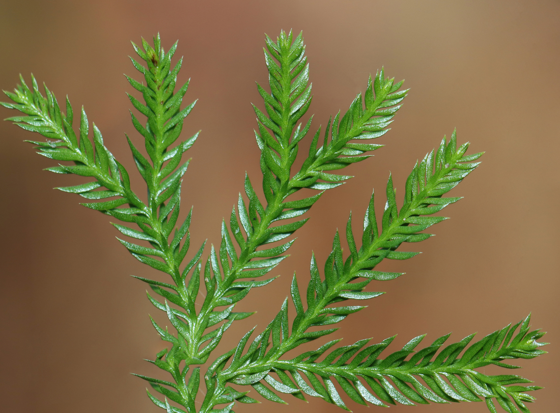 Rare Clubmoss - Dendrolycopodium obscurum This plant has a superficial resemblance to conifers. However, it is much smaller and the above ground parts rarely reach more 15 cm tall. The main stem is a creeping rhizome that grows below ground.<br />
<br />
The harvest of rare clubmoss has caused it to become threatened in several areas.<br />
<br />
Habitat: Mixed forest<br />
<figure class="photo"><a href="https://www.jungledragon.com/image/149928/rare_clubmoss_-_dendrolycopodium_obscurum.html" title="Rare Clubmoss - Dendrolycopodium obscurum"><img src="https://s3.amazonaws.com/media.jungledragon.com/images/3232/149928_thumb.jpg?AWSAccessKeyId=05GMT0V3GWVNE7GGM1R2&Expires=1770854410&Signature=AH%2BupHBa4xwcKQi4tsnUvj6YrYs%3D" width="200" height="158" alt="Rare Clubmoss - Dendrolycopodium obscurum This plant has a superficial resemblance to conifers. However, it is much smaller and the above ground parts rarely reach more 15 cm tall. The main stem is a creeping rhizome that grows below ground.<br />
<br />
The harvest of rare clubmoss has caused it to become threatened in several areas.<br />
<br />
Habitat: Mixed forest<br />
https://www.jungledragon.com/image/149928/rare_clubmoss_-_dendrolycopodium_obscurum.html<br />
https://www.jungledragon.com/image/149929/rare_clubmoss_-_dendrolycopodium_obscurum.html<br />
https://www.jungledragon.com/image/149930/rare_clubmoss_-_dendrolycopodium_obscurum.html Dendrolycopodium obscurum,Fall,Geotagged,Rare Clubmoss,United States,silhouette" /></a></figure><br />
<figure class="photo"><a href="https://www.jungledragon.com/image/149929/rare_clubmoss_-_dendrolycopodium_obscurum.html" title="Rare Clubmoss - Dendrolycopodium obscurum"><img src="https://s3.amazonaws.com/media.jungledragon.com/images/3232/149929_thumb.jpg?AWSAccessKeyId=05GMT0V3GWVNE7GGM1R2&Expires=1770854410&Signature=x4Lfhx3Qf5xpjjKmXpbQdwYLT%2BQ%3D" width="200" height="148" alt="Rare Clubmoss - Dendrolycopodium obscurum This plant has a superficial resemblance to conifers. However, it is much smaller and the above ground parts rarely reach more 15 cm tall. The main stem is a creeping rhizome that grows below ground.<br />
<br />
The harvest of rare clubmoss has caused it to become threatened in several areas.<br />
<br />
Habitat: Mixed forest<br />
https://www.jungledragon.com/image/149928/rare_clubmoss_-_dendrolycopodium_obscurum.html<br />
https://www.jungledragon.com/image/149929/rare_clubmoss_-_dendrolycopodium_obscurum.html<br />
https://www.jungledragon.com/image/149930/rare_clubmoss_-_dendrolycopodium_obscurum.html Dendrolycopodium obscurum,Fall,Geotagged,Rare Clubmoss,United States" /></a></figure><br />
<figure class="photo"><a href="https://www.jungledragon.com/image/149930/rare_clubmoss_-_dendrolycopodium_obscurum.html" title="Rare Clubmoss - Dendrolycopodium obscurum"><img src="https://s3.amazonaws.com/media.jungledragon.com/images/3232/149930_thumb.jpg?AWSAccessKeyId=05GMT0V3GWVNE7GGM1R2&Expires=1770854410&Signature=yzjkkLECb4qQVoUq8EQCyaSwwFo%3D" width="200" height="156" alt="Rare Clubmoss - Dendrolycopodium obscurum This plant has a superficial resemblance to conifers. However, it is much smaller and the above ground parts rarely reach more 15 cm tall. The main stem is a creeping rhizome that grows below ground.<br />
<br />
The harvest of rare clubmoss has caused it to become threatened in several areas.<br />
<br />
Habitat: Mixed forest<br />
https://www.jungledragon.com/image/149928/rare_clubmoss_-_dendrolycopodium_obscurum.html<br />
https://www.jungledragon.com/image/149929/rare_clubmoss_-_dendrolycopodium_obscurum.html<br />
https://www.jungledragon.com/image/149930/rare_clubmoss_-_dendrolycopodium_obscurum.html Dendrolycopodium,Dendrolycopodium obscurum,Fall,Geotagged,Rare Clubmoss,United States,clubmoss" /></a></figure> Dendrolycopodium obscurum,Fall,Geotagged,Rare Clubmoss,United States