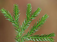 Rare Clubmoss - Dendrolycopodium obscurum This plant has a superficial resemblance to conifers. However, it is much smaller and the above ground parts rarely reach more 15 cm tall. The main stem is a creeping rhizome that grows below ground.<br />
<br />
The harvest of rare clubmoss has caused it to become threatened in several areas.<br />
<br />
Habitat: Mixed forest<br />
https://www.jungledragon.com/image/149928/rare_clubmoss_-_dendrolycopodium_obscurum.html<br />
https://www.jungledragon.com/image/149929/rare_clubmoss_-_dendrolycopodium_obscurum.html<br />
https://www.jungledragon.com/image/149930/rare_clubmoss_-_dendrolycopodium_obscurum.html Dendrolycopodium obscurum,Fall,Geotagged,Rare Clubmoss,United States