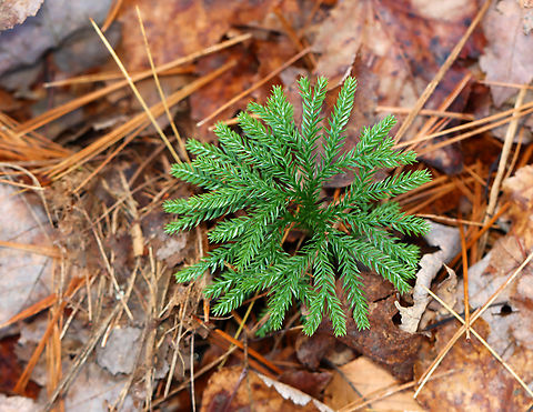 Rare Clubmoss - Dendrolycopodium obscurum This plant has a superficial resemblance to conifers. However, it is much smaller and the above ground parts rarely reach more 15 cm tall. The main stem is a creeping rhizome that grows below ground.

The harvest of rare clubmoss has caused it to become threatened in several areas.

Habitat: Mixed forest
https://www.jungledragon.com/image/149928/rare_clubmoss_-_dendrolycopodium_obscurum.html
https://www.jungledragon.com/image/149929/rare_clubmoss_-_dendrolycopodium_obscurum.html
https://www.jungledragon.com/image/149930/rare_clubmoss_-_dendrolycopodium_obscurum.html Dendrolycopodium,Dendrolycopodium obscurum,Fall,Geotagged,Rare Clubmoss,United States,clubmoss