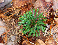 Rare Clubmoss - Dendrolycopodium obscurum This plant has a superficial resemblance to conifers. However, it is much smaller and the above ground parts rarely reach more 15 cm tall. The main stem is a creeping rhizome that grows below ground.<br />
<br />
The harvest of rare clubmoss has caused it to become threatened in several areas.<br />
<br />
Habitat: Mixed forest<br />
https://www.jungledragon.com/image/149928/rare_clubmoss_-_dendrolycopodium_obscurum.html<br />
https://www.jungledragon.com/image/149929/rare_clubmoss_-_dendrolycopodium_obscurum.html<br />
https://www.jungledragon.com/image/149930/rare_clubmoss_-_dendrolycopodium_obscurum.html Dendrolycopodium,Dendrolycopodium obscurum,Fall,Geotagged,Rare Clubmoss,United States,clubmoss