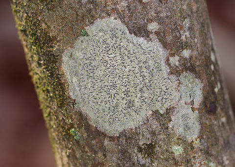 Script Lichen - Graphis scripta Habitat: Growing on a hardwood tree
https://www.jungledragon.com/image/149927/script_lichen_-_graphis_scripta.html Fall,Geotagged,Graphis scripta,United States