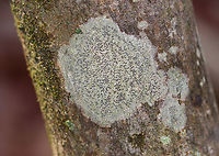 Script Lichen - Graphis scripta Habitat: Growing on a hardwood tree<br />
https://www.jungledragon.com/image/149927/script_lichen_-_graphis_scripta.html Fall,Geotagged,Graphis scripta,United States