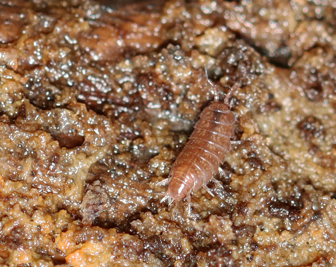 Isopod - Suborder Oniscidea, maybe Hyloniscus riparius Found under rotting wood at a river&#039;s edge/floodplain Fall,Geotagged,Hyloniscus,Hyloniscus riparius,Oniscidea,United States,isopod,isopoda