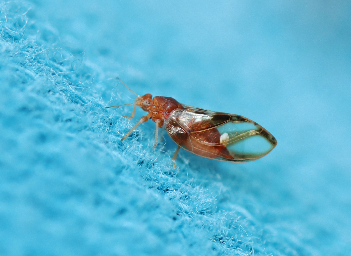 Blackberry Psyllid - Phylloplecta tripunctata Habitat: Found on white pine bordering a meadow Blackberry Psyllid,Fall,Geotagged,Phylloplecta tripunctata,Triozidae,United States,psyllid