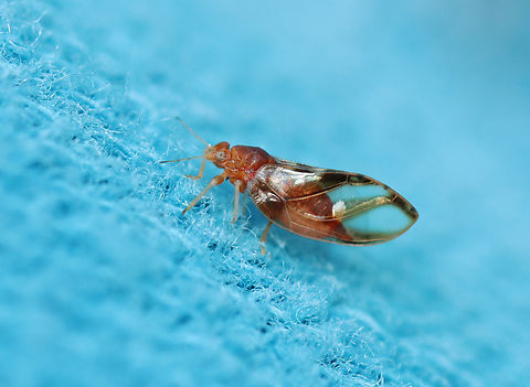 Blackberry Psyllid - Phylloplecta tripunctata Habitat: Found on white pine bordering a meadow Blackberry Psyllid,Fall,Geotagged,Phylloplecta tripunctata,Triozidae,United States,psyllid