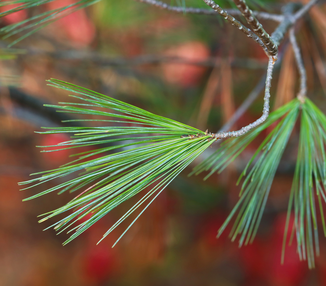 Eastern White Pine - Pinus strobus Habitat: Meadow edge Eastern White Pine,Fall,Geotagged,Pinus strobus,United States,pine,pinus. conifer