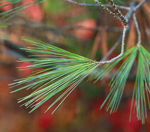 Eastern White Pine - Pinus strobus Habitat: Meadow edge Eastern White Pine,Fall,Geotagged,Pinus strobus,United States,pine,pinus. conifer