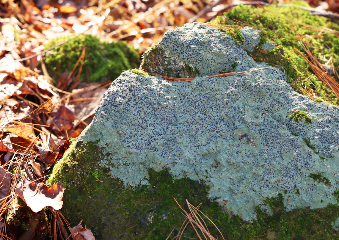 Smoky-eye Boulder Lichen - Porpidia albocaerulescens A common species that decorates the boulders in the forest.<br />
<br />
Habitat: They were growing on large, moss-covered rocks throughout a mixed forest.<br />
<figure class="photo"><a href="https://www.jungledragon.com/image/149936/smoky-eye_boulder_lichen_-_porpidia_albocaerulescens.html" title="Smoky-eye Boulder Lichen - Porpidia albocaerulescens"><img src="https://s3.amazonaws.com/media.jungledragon.com/images/3232/149936_thumb.jpg?AWSAccessKeyId=05GMT0V3GWVNE7GGM1R2&Expires=1759968010&Signature=kB5Lm1d1a5vU%2BZWFX10ax6YkOH4%3D" width="200" height="132" alt="Smoky-eye Boulder Lichen - Porpidia albocaerulescens A common species that decorates the boulders in the forest.<br />
<br />
Habitat: They were growing on large, moss-covered rocks throughout a mixed forest.<br />
https://www.jungledragon.com/image/149935/smoky-eye_boulder_lichen_-_porpidia_albocaerulescens.html Fall,Geotagged,Porpidia albocaerulescens,Smokey-eyed Boulder Lichen,United States" /></a></figure> Fall,Geotagged,Porpidia,Porpidia albocaerulescens,Smokey-eyed Boulder Lichen,United States,lichen