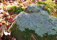 Smoky-eye Boulder Lichen - Porpidia albocaerulescens A common species that decorates the boulders in the forest.<br />
<br />
Habitat: They were growing on large, moss-covered rocks throughout a mixed forest.<br />
https://www.jungledragon.com/image/149936/smoky-eye_boulder_lichen_-_porpidia_albocaerulescens.html Fall,Geotagged,Porpidia,Porpidia albocaerulescens,Smokey-eyed Boulder Lichen,United States,lichen