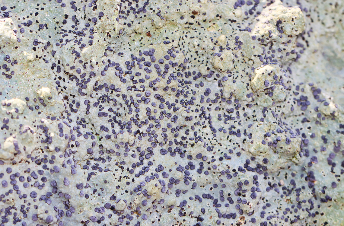 Smoky-eye Boulder Lichen - Porpidia albocaerulescens A common species that decorates the boulders in the forest.<br />
<br />
Habitat: They were growing on large, moss-covered rocks throughout a mixed forest.<br />
<figure class="photo"><a href="https://www.jungledragon.com/image/149935/smoky-eye_boulder_lichen_-_porpidia_albocaerulescens.html" title="Smoky-eye Boulder Lichen - Porpidia albocaerulescens"><img src="https://s3.amazonaws.com/media.jungledragon.com/images/3232/149935_thumb.jpg?AWSAccessKeyId=05GMT0V3GWVNE7GGM1R2&Expires=1770854410&Signature=yHWU0u1tLb1CVRaxMSvYybHRDhw%3D" width="200" height="142" alt="Smoky-eye Boulder Lichen - Porpidia albocaerulescens A common species that decorates the boulders in the forest.<br />
<br />
Habitat: They were growing on large, moss-covered rocks throughout a mixed forest.<br />
https://www.jungledragon.com/image/149936/smoky-eye_boulder_lichen_-_porpidia_albocaerulescens.html Fall,Geotagged,Porpidia,Porpidia albocaerulescens,Smokey-eyed Boulder Lichen,United States,lichen" /></a></figure> Fall,Geotagged,Porpidia albocaerulescens,Smokey-eyed Boulder Lichen,United States