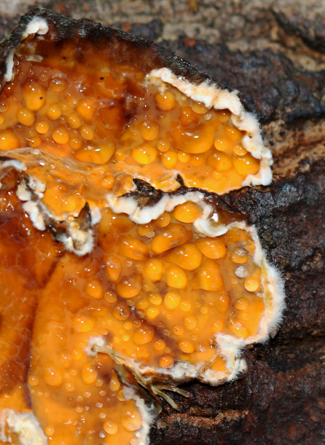 Stereum complicatum Habitat: Growing on rotting wood; mixed forest Fall,Geotagged,Stereum,Stereum complicatum,Stereum rameale,United States,fungi,fungus,plant pathogen
