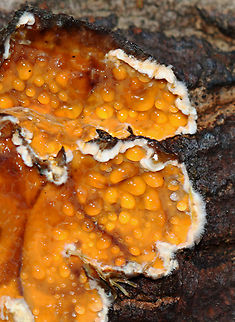 Stereum complicatum Habitat: Growing on rotting wood; mixed forest Fall,Geotagged,Stereum,Stereum complicatum,Stereum rameale,United States,fungi,fungus,plant pathogen