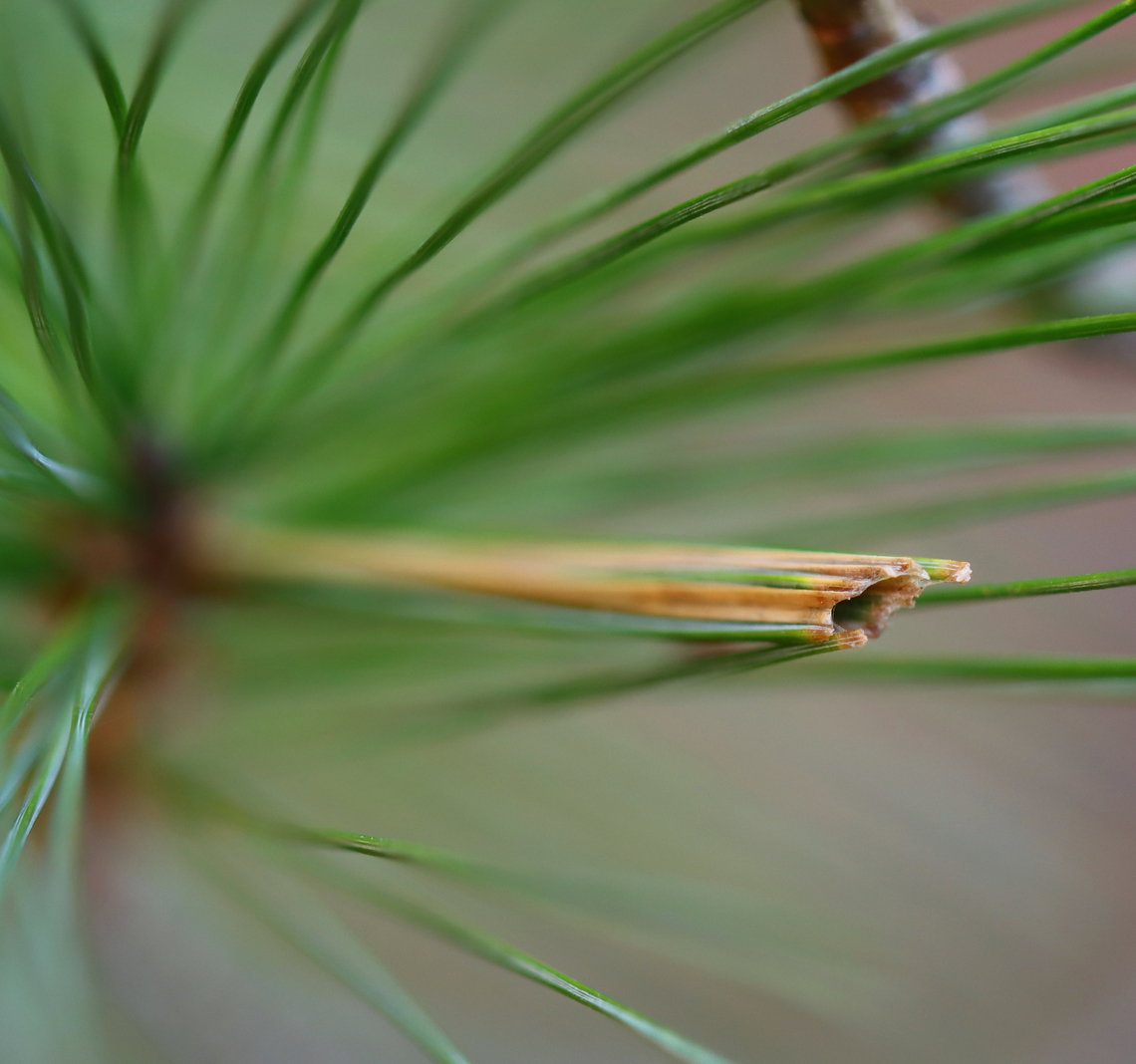 Insect Shelter on White Pine - Argyrotaenia pinatubana This shelter is made by a moth larva that feeds on white pine. It ties together pine needles to make a tube in which to live.<br />
<br />
Habitat: Meadow edge Argyrotaenia,Argyrotaenia pinatubana,Fall,Geotagged,Pine tube moth,United States,insect,pinus,signs of wildlife,white pine
