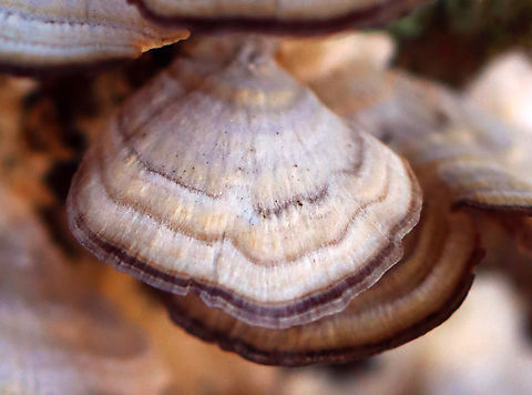 Violet-Toothed Polypore - Trichaptum biforme Host: hardwood Fall,Geotagged,Trichaptum,Trichaptum biforme,United States,Violet-Toothed Polypore,fungi,fungus,polypore