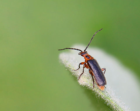 Two-Lined soldier beetle - Atalantycha bilineata I was leaning over to touch one of my favorite garden plants (lamb's ear) when I noticed this little beetle enjoying the plant as well. 

Habitat: Garden
https://www.jungledragon.com/image/149944/two-lined_soldier_beetle_-_atalantycha_bilineata.html Atalantycha,Atalantycha bilineata,Geotagged,Spring,Two-Lined soldier beetle,United States,beetle,cantharidae
