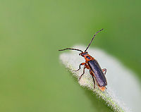 Two-Lined soldier beetle - Atalantycha bilineata I was leaning over to touch one of my favorite garden plants (lamb's ear) when I noticed this little beetle enjoying the plant as well. <br />
<br />
Habitat: Garden<br />
https://www.jungledragon.com/image/149944/two-lined_soldier_beetle_-_atalantycha_bilineata.html Atalantycha,Atalantycha bilineata,Geotagged,Spring,Two-Lined soldier beetle,United States,beetle,cantharidae
