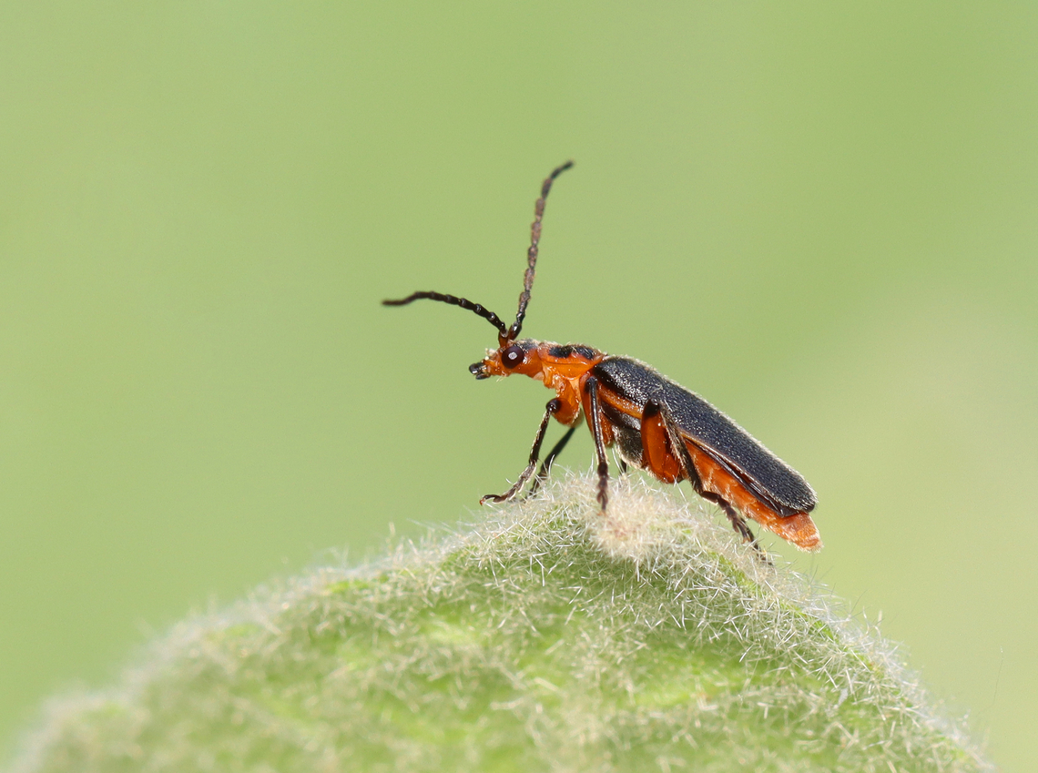 Two-Lined soldier beetle - Atalantycha bilineata I was leaning over to touch one of my favorite garden plants (lamb&#039;s ear) when I noticed this little beetle enjoying the plant as well.<br />
<br />
Habitat: Garden<br />
<figure class="photo"><a href="https://www.jungledragon.com/image/149943/two-lined_soldier_beetle_-_atalantycha_bilineata.html" title="Two-Lined soldier beetle - Atalantycha bilineata"><img src="https://s3.amazonaws.com/media.jungledragon.com/images/3232/149943_thumb.jpg?AWSAccessKeyId=05GMT0V3GWVNE7GGM1R2&Expires=1759968010&Signature=C1oxraflFCH%2B%2BAYwgUgQcx8Ffq0%3D" width="200" height="160" alt="Two-Lined soldier beetle - Atalantycha bilineata I was leaning over to touch one of my favorite garden plants (lamb&#039;s ear) when I noticed this little beetle enjoying the plant as well. <br />
<br />
Habitat: Garden<br />
https://www.jungledragon.com/image/149944/two-lined_soldier_beetle_-_atalantycha_bilineata.html Atalantycha,Atalantycha bilineata,Geotagged,Spring,Two-Lined soldier beetle,United States,beetle,cantharidae" /></a></figure> Atalantycha bilineata,Geotagged,Spring,Two-Lined soldier beetle,United States