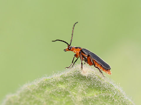 Two-Lined soldier beetle - Atalantycha bilineata I was leaning over to touch one of my favorite garden plants (lamb's ear) when I noticed this little beetle enjoying the plant as well.

Habitat: Garden
https://www.jungledragon.com/image/149943/two-lined_soldier_beetle_-_atalantycha_bilineata.html Atalantycha bilineata,Geotagged,Spring,Two-Lined soldier beetle,United States
