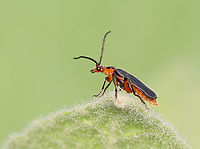 Two-Lined soldier beetle - Atalantycha bilineata I was leaning over to touch one of my favorite garden plants (lamb's ear) when I noticed this little beetle enjoying the plant as well.<br />
<br />
Habitat: Garden<br />
https://www.jungledragon.com/image/149943/two-lined_soldier_beetle_-_atalantycha_bilineata.html Atalantycha bilineata,Geotagged,Spring,Two-Lined soldier beetle,United States