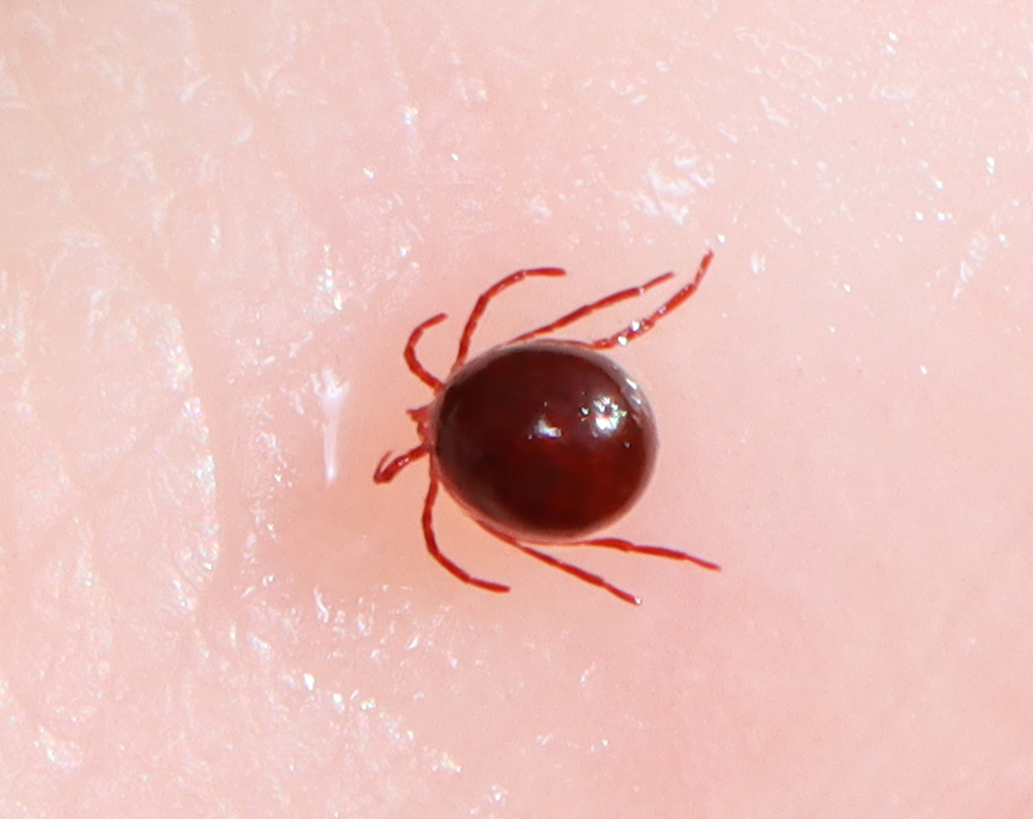 Water Mite - Acari, Order Trombidiformes, Infraorder Hydrachnidia Habitat: I saw several swimming around near the edge of a small, woodland pond Geotagged,Hydrachnidia,Spring,Trombidiformes,United States,acari,aquatic mite,mite,water mite