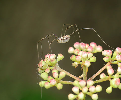 Harvestman -Order Opiliones I'm having a hard time IDing it with this photo. I didn't see the caterpillar when I took the photo. :)

Habitat: Deciduous forest Arachnida,Geotagged,Opiliones,Spring,United States,daddy longlegs,harvestmen