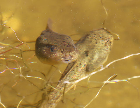 American Bullfrog - Lithobates catesbeianus I didn't know that tadpoles had lips.

Habitat: Small woodland pond American Bullfrog,Geotagged,Lithobates,Lithobates catesbeianus,Spring,United States,frog,tadpole