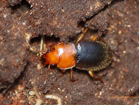 Ground Beetle - Amphasia interstitialis Habitat: Found under a rotting log; mixed forest Amphasia interstitialis,Carabidae,Fall,Geotagged,Red-headed Ground Beetle,United States,amphasia,beetle