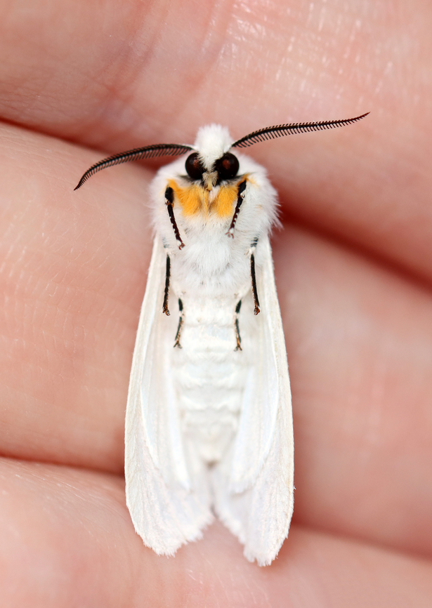 Moth - Tribe Arctiini, Spilosoma virginica or Hyphantria cunea? I can't decide on the ID. <br />
<br />
Habitat: Attracted to a 395 nm LED light; semi-rural area<br />
<br />
2023 (2)<br />
<figure class="photo"><a href="https://www.jungledragon.com/image/150137/moth_-_tribe_arctiini_spilosoma_virginica_or_hyphantria_cunea.html" title="Moth - Tribe Arctiini, Spilosoma virginica or Hyphantria cunea?"><img src="https://s3.amazonaws.com/media.jungledragon.com/images/3232/150137_thumb.jpg?AWSAccessKeyId=05GMT0V3GWVNE7GGM1R2&Expires=1770854410&Signature=%2BrCQr14yxum67%2FJ%2F6gDRacagDrE%3D" width="118" height="152" alt="Moth - Tribe Arctiini, Spilosoma virginica or Hyphantria cunea? I can't decide on the ID.<br />
<br />
Habitat: Attracted to a 395 nm LED light; semi-rural area<br />
<br />
2023 (2)<br />
https://www.jungledragon.com/image/150138/moth_-_tribe_arctiini_spilosoma_virginica_or_hyphantria_cunea.html Geotagged,Spring,United States" /></a></figure> Arctiini,Geotagged,Spring,United States,moth