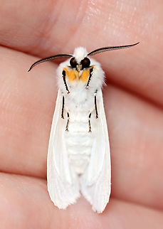 Moth - Tribe Arctiini, Spilosoma virginica or Hyphantria cunea? I can't decide on the ID. 

Habitat: Attracted to a 395 nm LED light; semi-rural area

2023 (2)
https://www.jungledragon.com/image/150137/moth_-_tribe_arctiini_spilosoma_virginica_or_hyphantria_cunea.html Arctiini,Geotagged,Spring,United States,moth