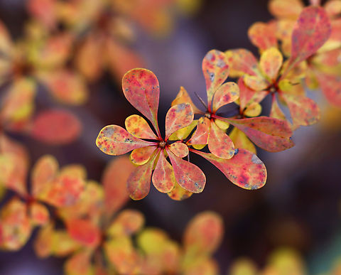 Japanese barberry - Berberis thunbergii Habitat: Forest edge Berberis,Berberis thunbergii,Fall,Geotagged,Japanese barberry,United States