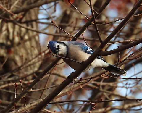Blue Jay - Cyanocitta cristata Habitat: Rural backyard
https://www.jungledragon.com/image/150187/blue_jay_-_cyanocitta_cristata.html Blue jay,Cyanocitta,Cyanocitta cristata,Fall,Geotagged,United States,talking to birds