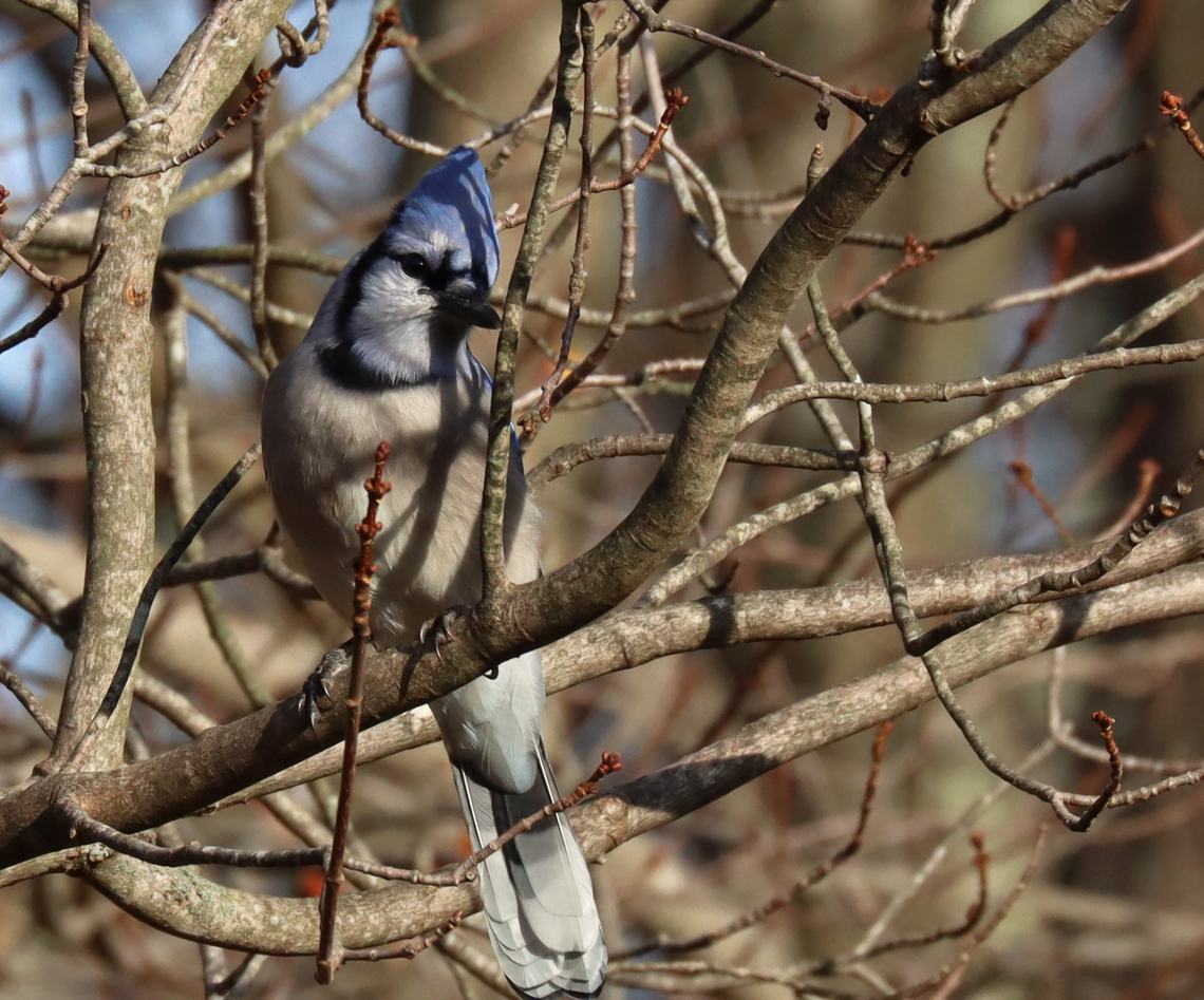 Blue Jay - Cyanocitta cristata Habitat: Rural backyard<br />
<figure class="photo"><a href="https://www.jungledragon.com/image/150186/blue_jay_-_cyanocitta_cristata.html" title="Blue Jay - Cyanocitta cristata"><img src="https://s3.amazonaws.com/media.jungledragon.com/images/3232/150186_thumb.jpg?AWSAccessKeyId=05GMT0V3GWVNE7GGM1R2&Expires=1759968010&Signature=daEW2B%2FFSC%2Bm3ZLGKCtC3T7Y8F0%3D" width="200" height="160" alt="Blue Jay - Cyanocitta cristata Habitat: Rural backyard<br />
https://www.jungledragon.com/image/150187/blue_jay_-_cyanocitta_cristata.html Blue jay,Cyanocitta,Cyanocitta cristata,Fall,Geotagged,United States,talking to birds" /></a></figure> Blue jay,Cyanocitta cristata,Fall,Geotagged,United States