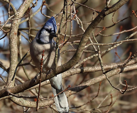 Blue Jay - Cyanocitta cristata Habitat: Rural backyard
https://www.jungledragon.com/image/150186/blue_jay_-_cyanocitta_cristata.html Blue jay,Cyanocitta cristata,Fall,Geotagged,United States