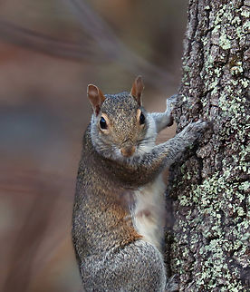 Eastern Gray Squirrel - Sciurus carolinensis Habitat: Rural backyard
https://www.jungledragon.com/image/150189/eastern_gray_squirrel_-_sciurus_carolinensis.html Eastern gray squirrel,Fall,Geotagged,Sciurus,Sciurus carolinensis,United States,squirrel