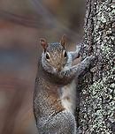Eastern Gray Squirrel - Sciurus carolinensis Habitat: Rural backyard<br />
https://www.jungledragon.com/image/150189/eastern_gray_squirrel_-_sciurus_carolinensis.html Eastern gray squirrel,Fall,Geotagged,Sciurus,Sciurus carolinensis,United States,squirrel